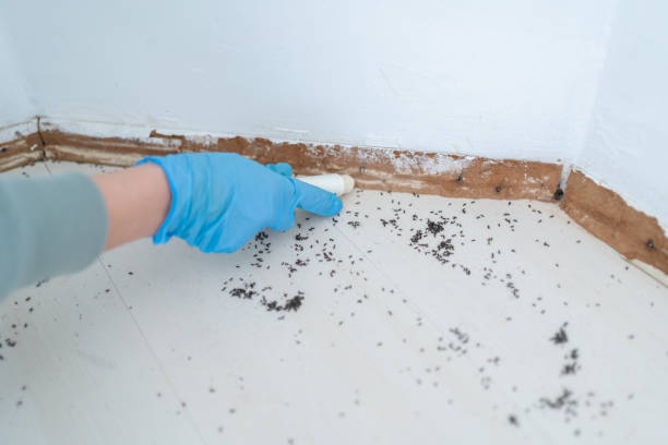 Flea Control Services in New Hartford Center, CT